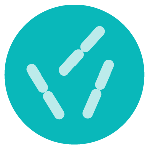 Domino_card_Microorganism_lactobacilus