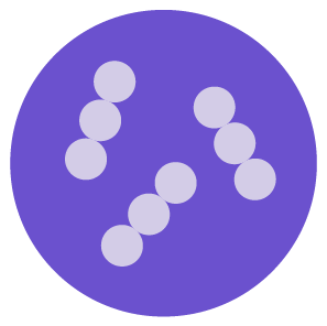 Domino_card_Microorganism_lactobacilus2
